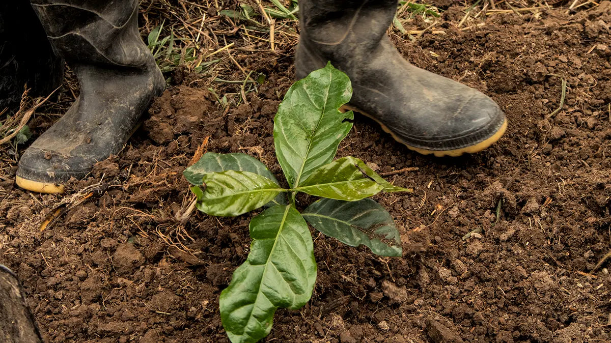 Día de la Tierra 2024: Restaurando ecosistemas nativos en el páramo de Sumapaz Devoción Colombia