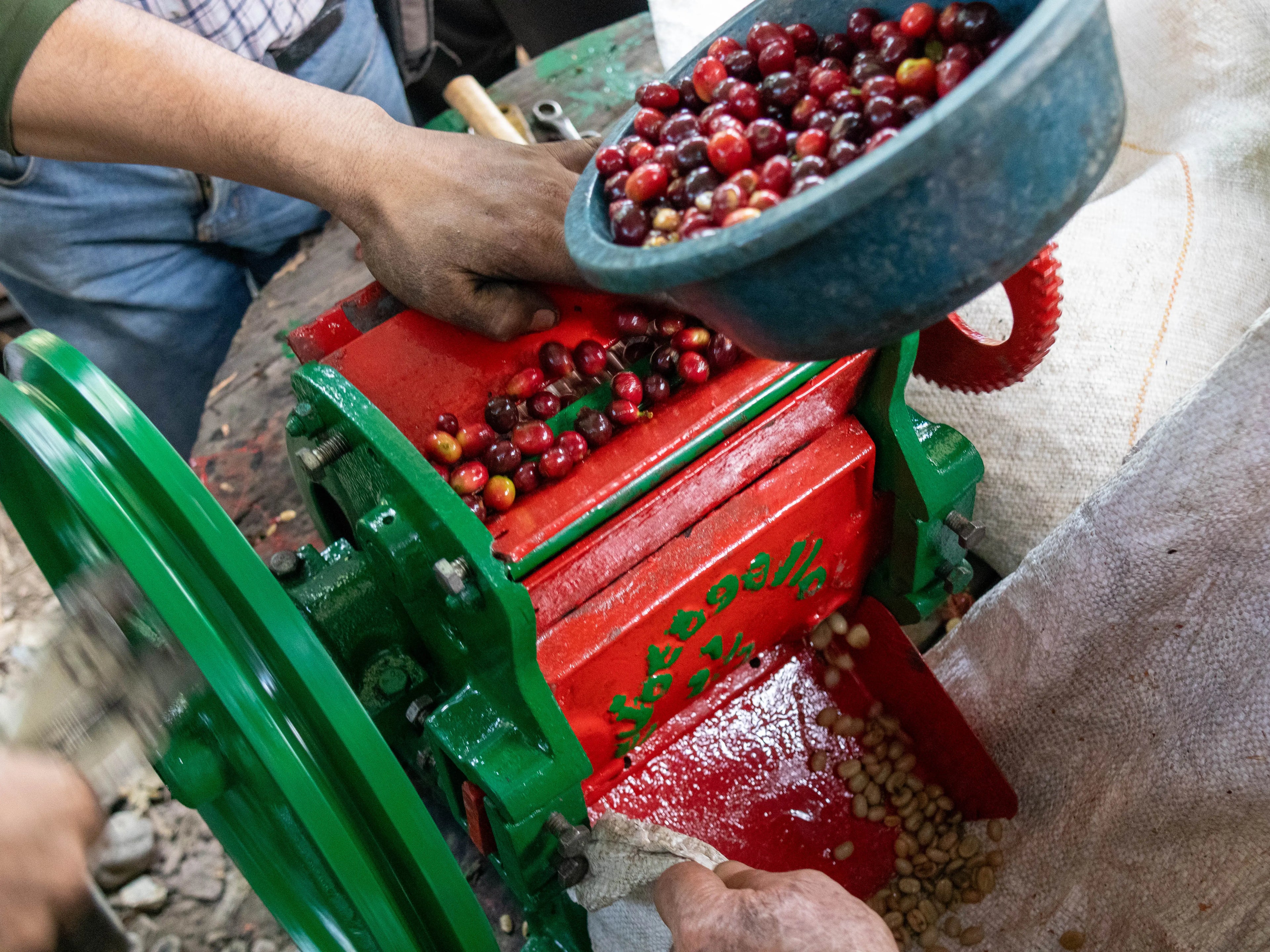 LA-IMPORTANCIA-DEL-DESPULPADO-DEVOCIÓN-REALIZA-UN-TALLER-TEORICO-PRÁCTICO-PARA-LA-ASOCIACIÓN-CAFETERA-ASOFINCAS Devoción Colombia