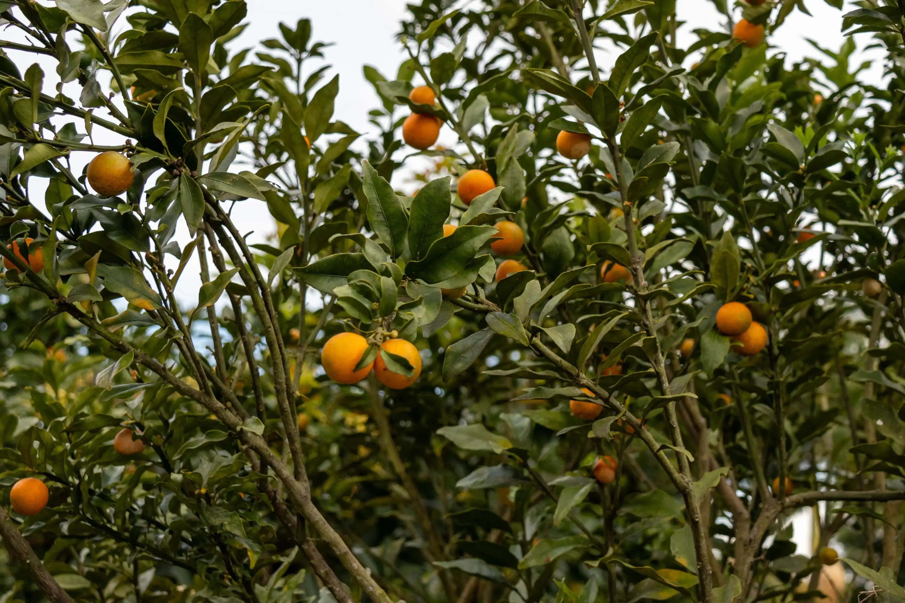 CITRUS - 2.5KG Devoción