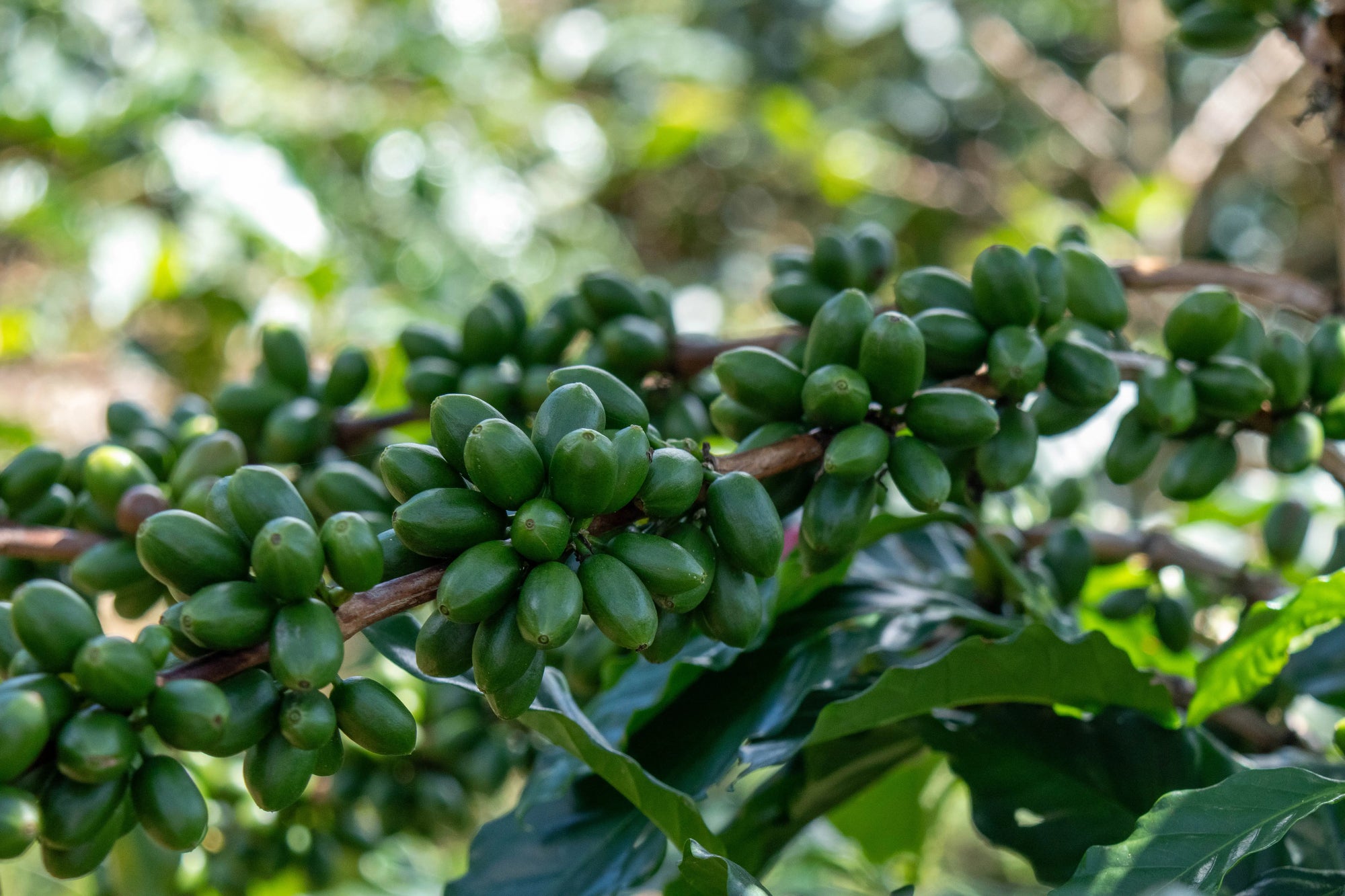 EL MIRADOR JAVA Devoción