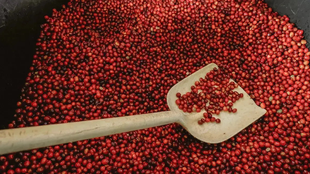 EL PARAISO LYCHEE Devoción