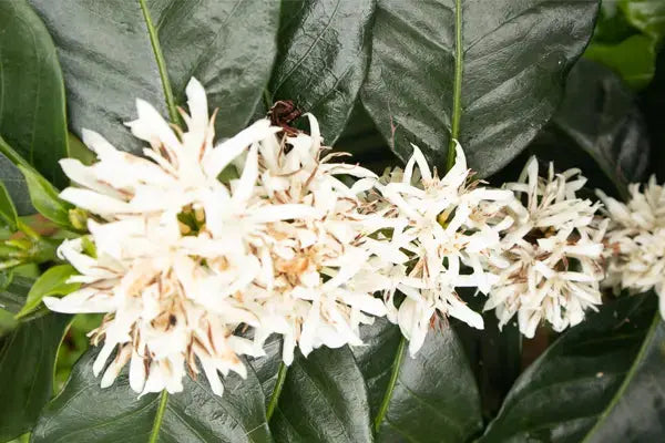 HONEY - Devoción Colombia