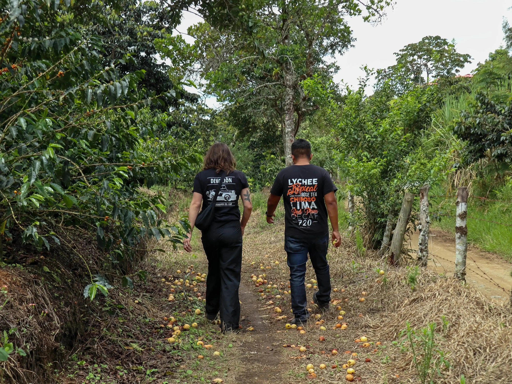 EL PARAISO LYCHEE Devoción