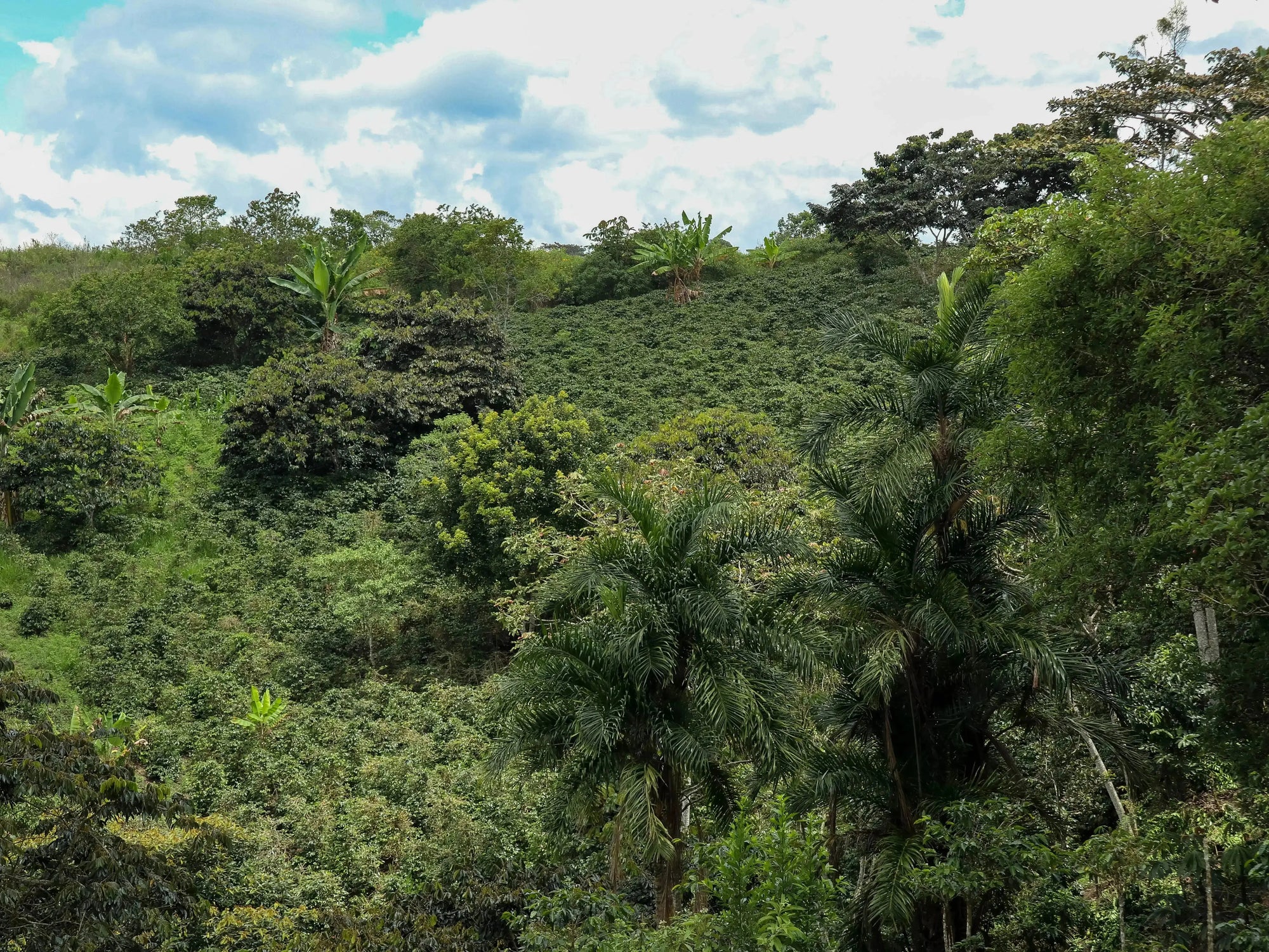 EL PARAISO LYCHEE Devoción