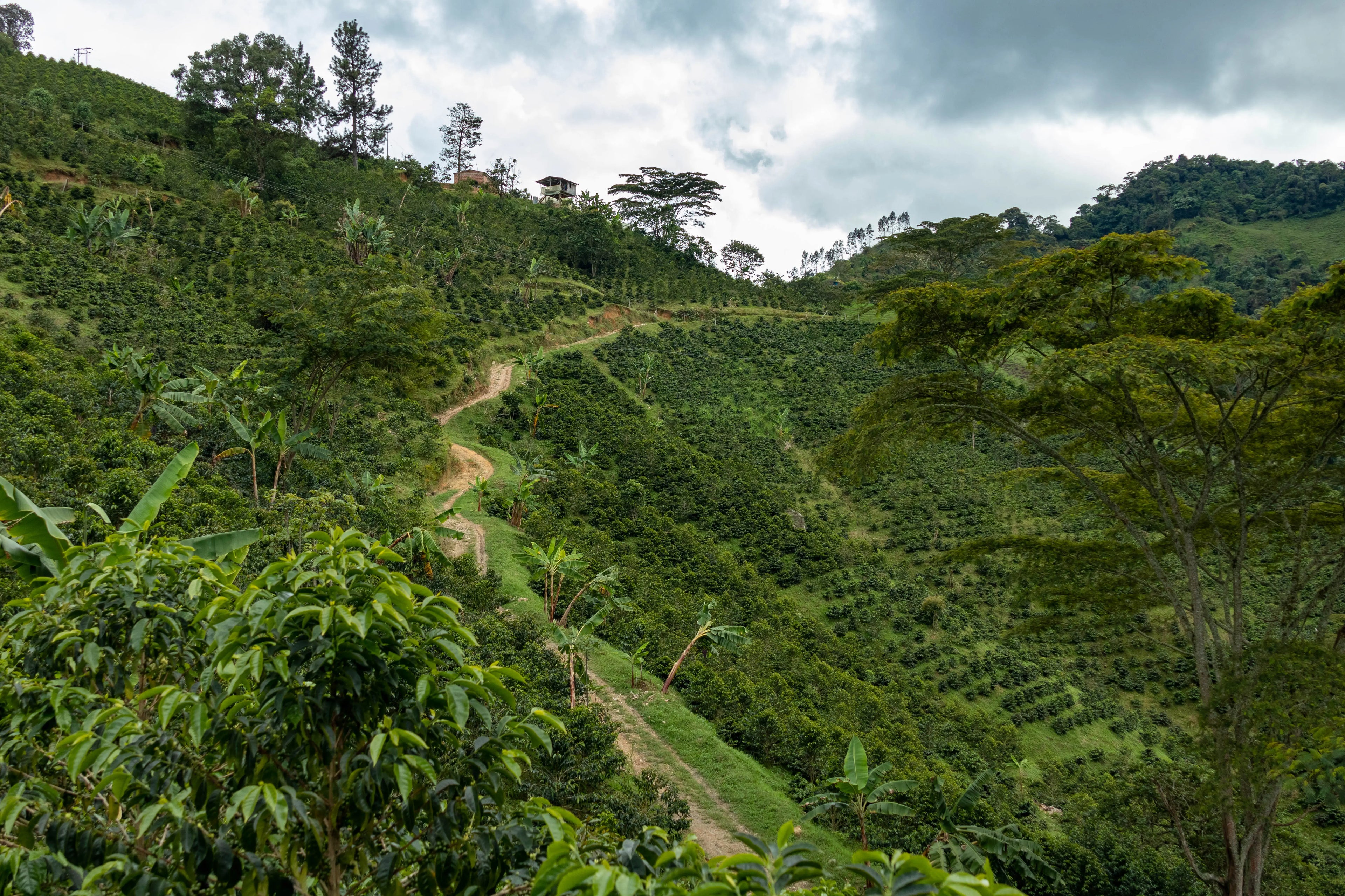 LA ROCA WUSH WUSH Devoción