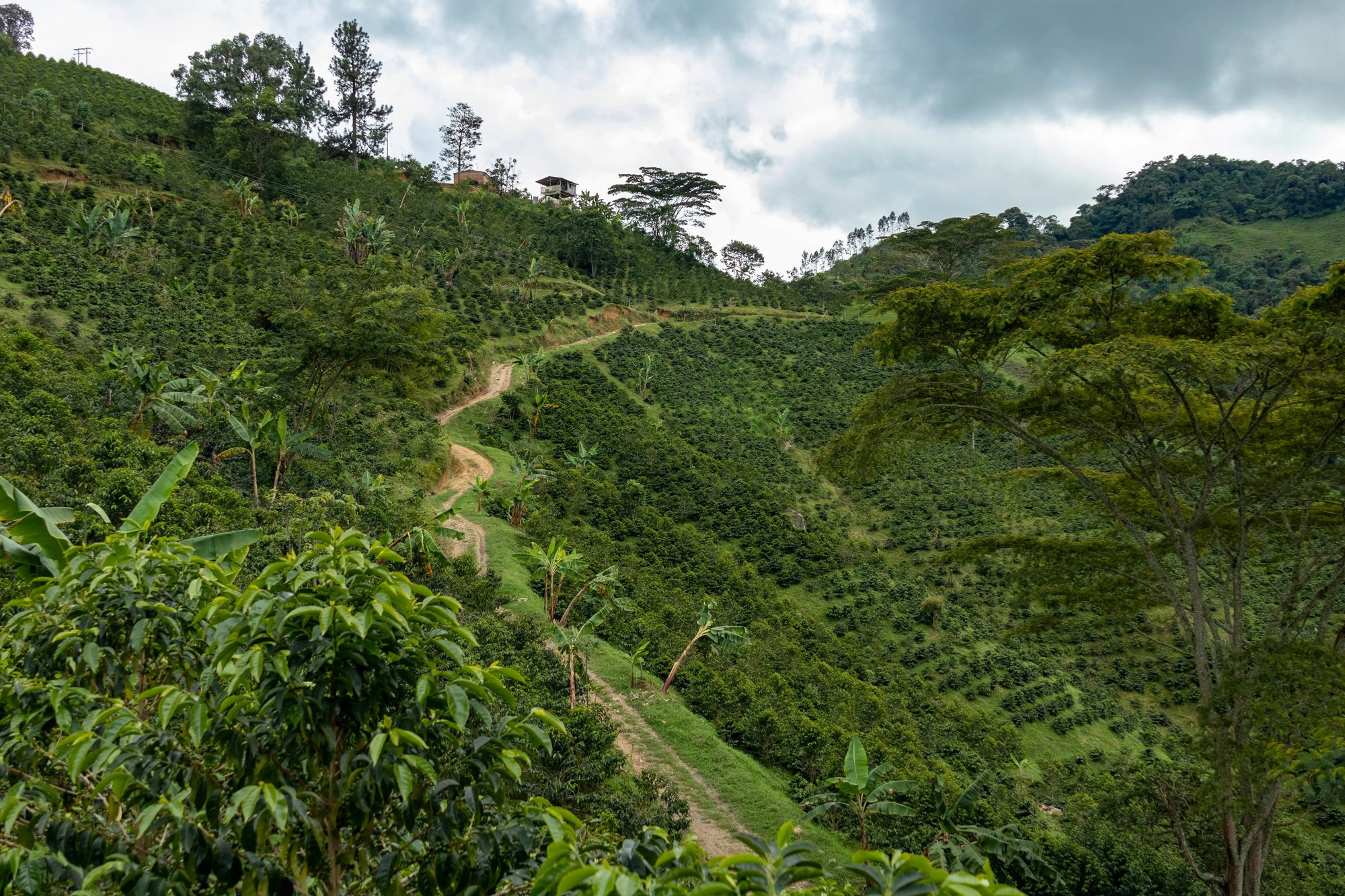 LA ROCA WUSH WUSH Devoción