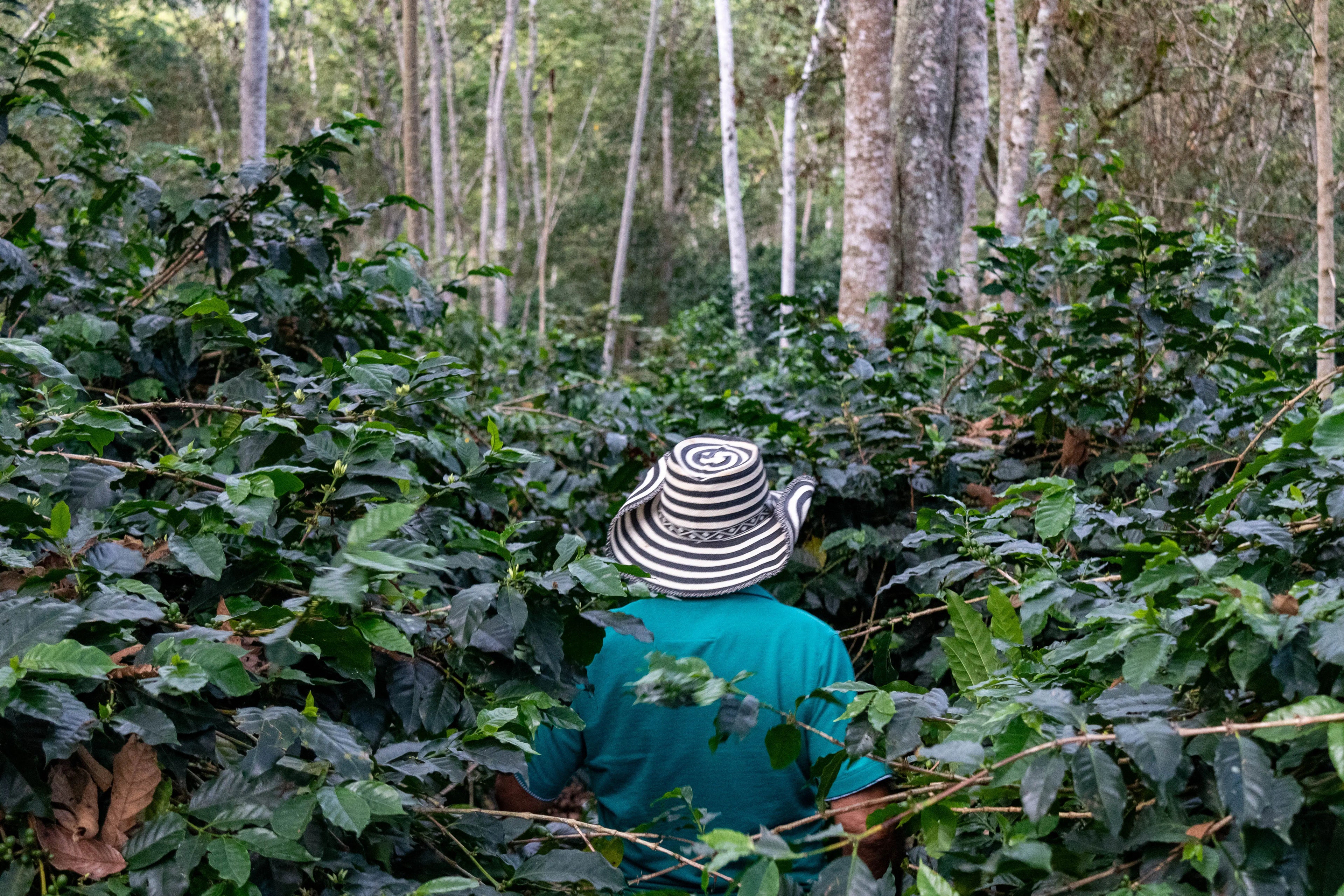 VILLA PASTORA NATURAL - Devoción Colombia