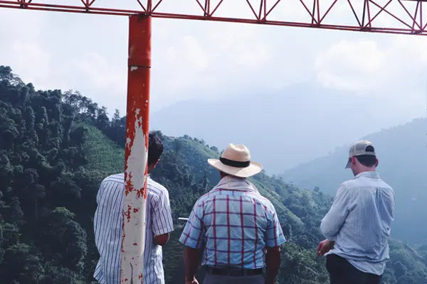 WILD FOREST - Devoción Colombia