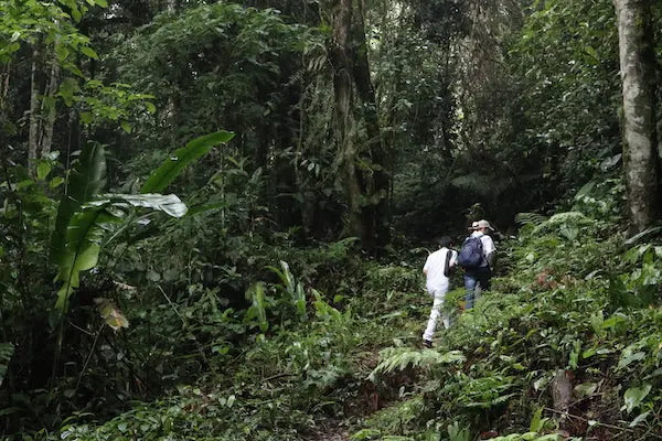 WILD FOREST - Devoción Colombia