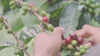 Proceso de cosecha y tostado de los granos de café de Devoción